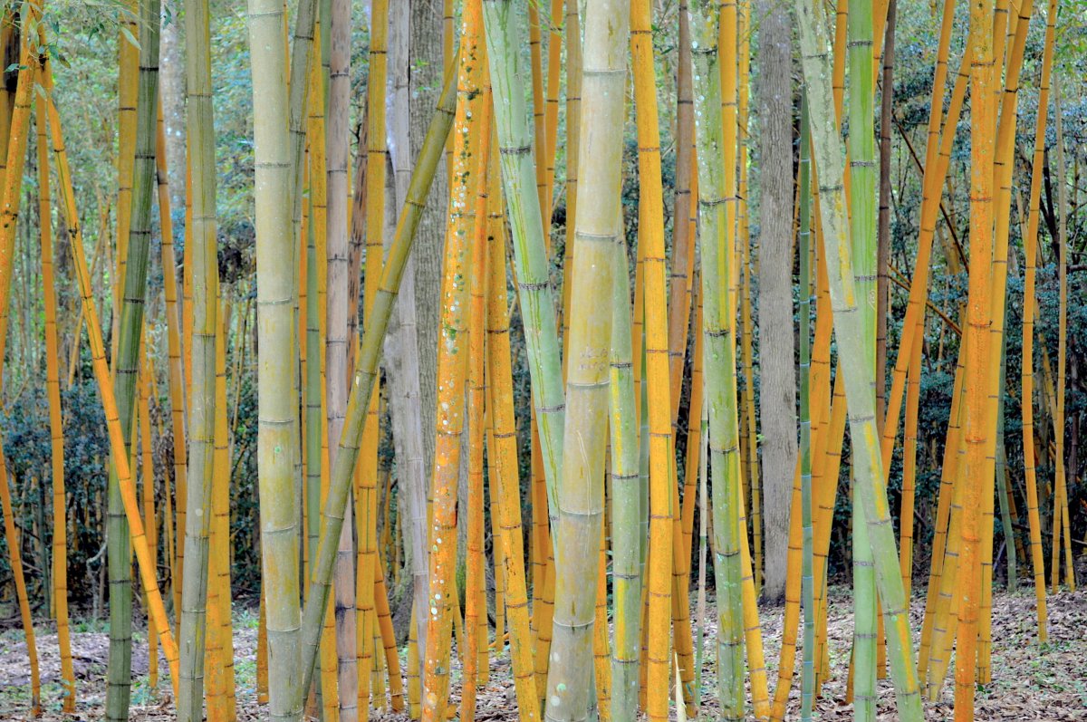 bamboo forest bamboo pictures