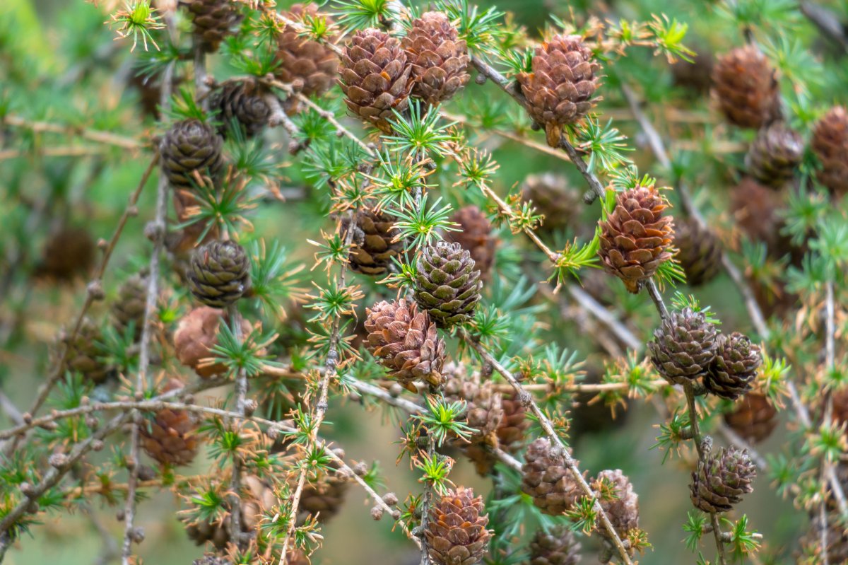 Pine branches and pine cones photography pictures