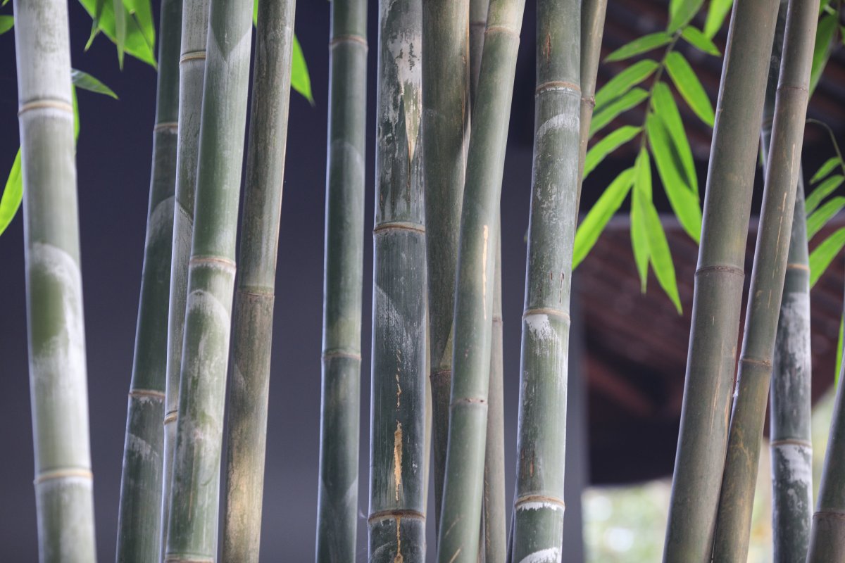 Green bamboo branches pictures