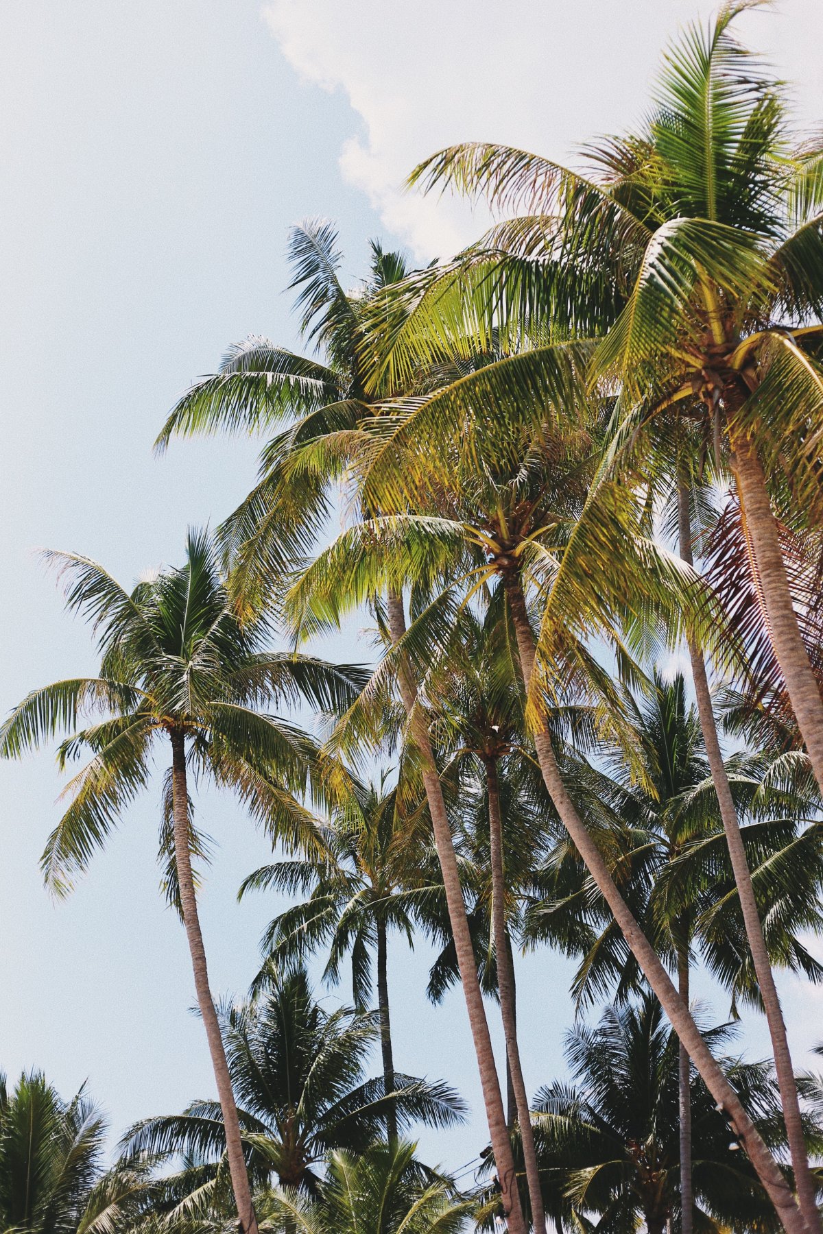 tall coconut tree pictures