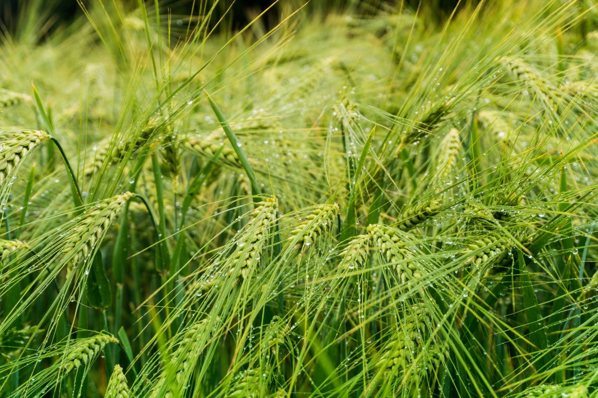 Close-up picture of wheat ears in cereal wheat field