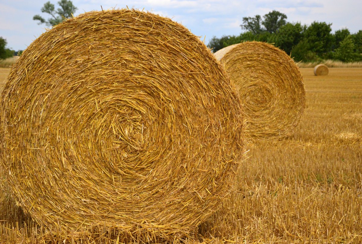 Close-up picture of straw bales