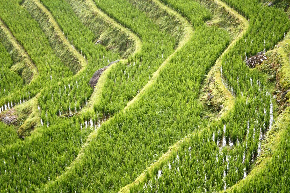 Rice terraces picture material