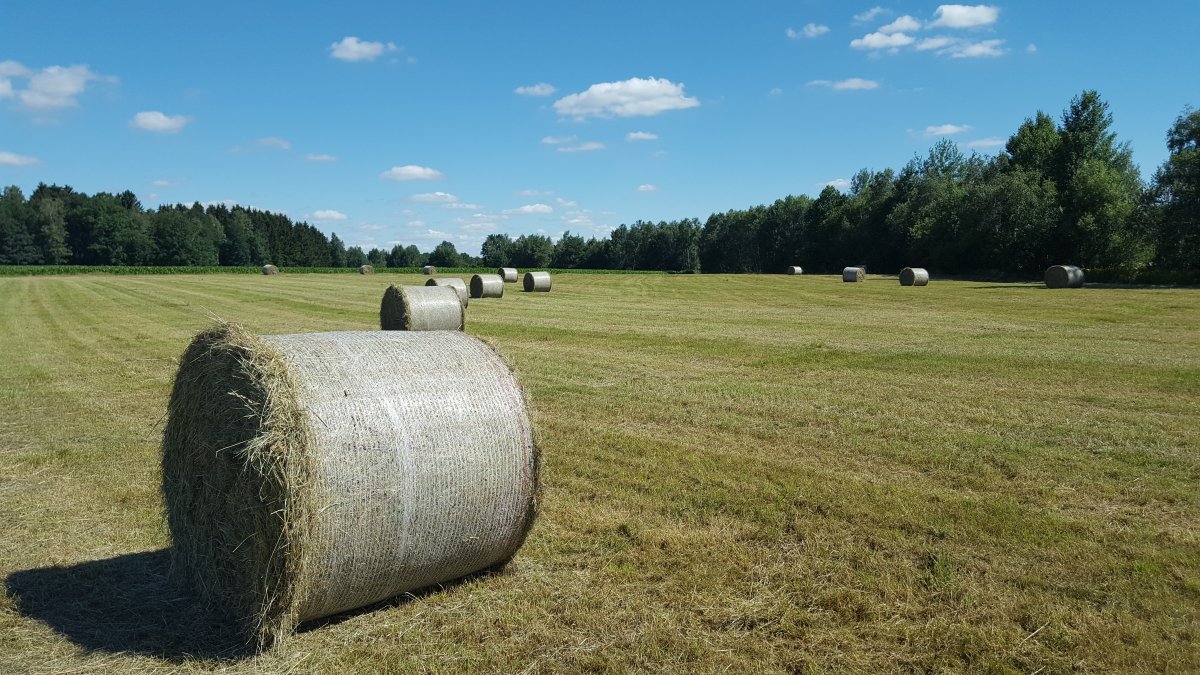 Agricultural grassland haystack picture