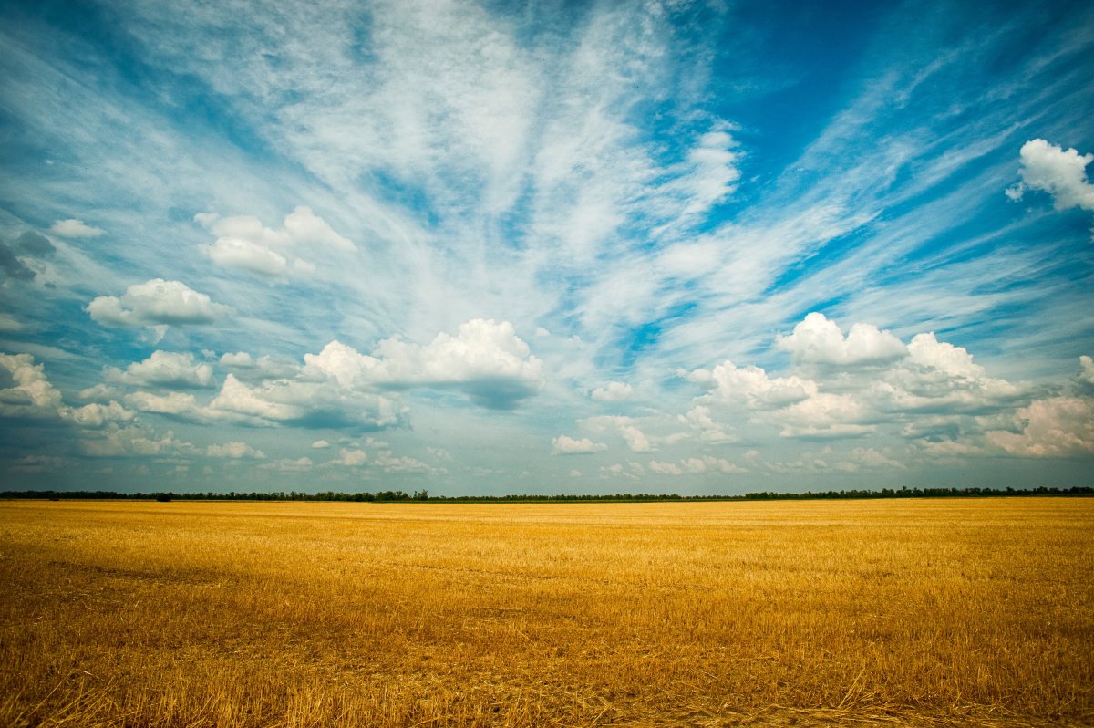 Beautiful scenery pictures of golden wheat fields