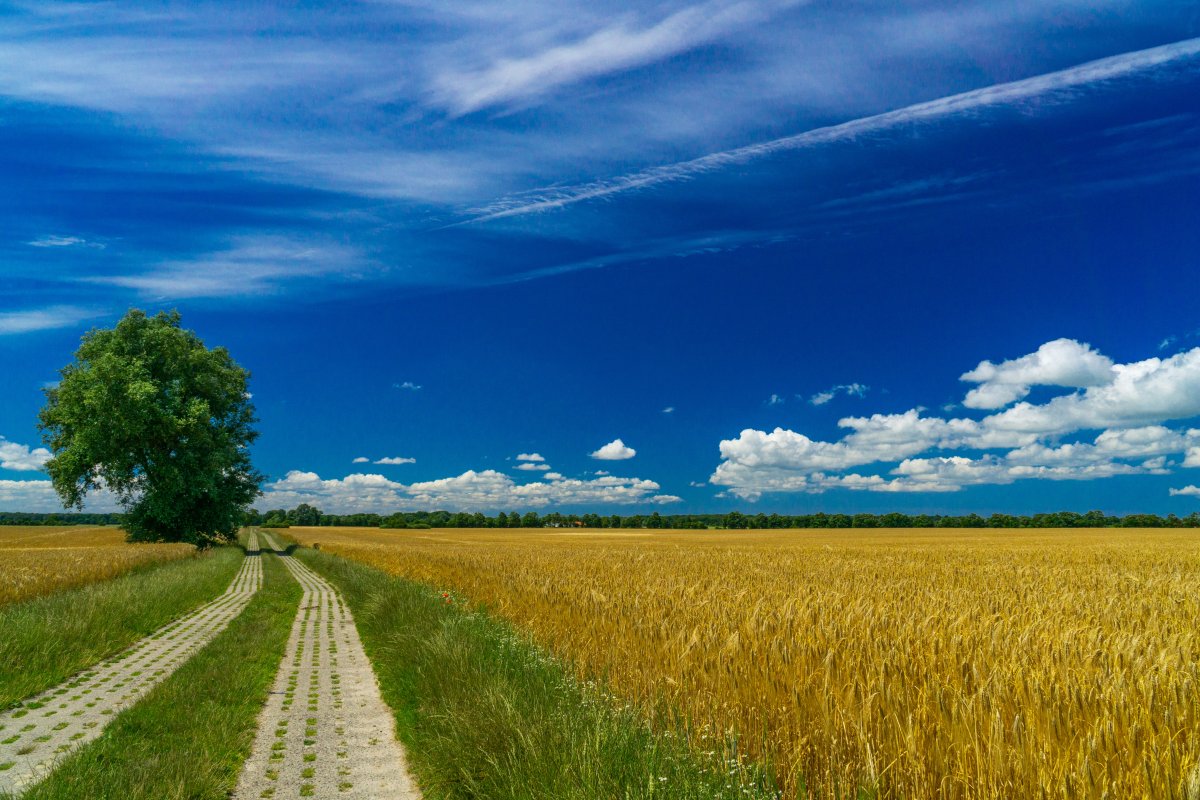 Wheat landscape picture with blue sky