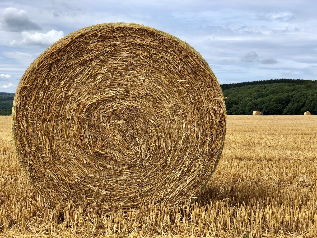 Close-up picture of straw bales in farmland