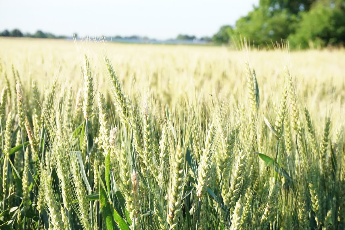 Farmland green wheat picture