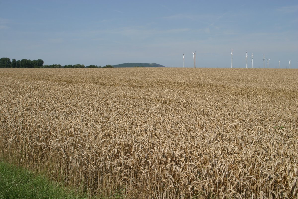 Farmland into wheat pictures