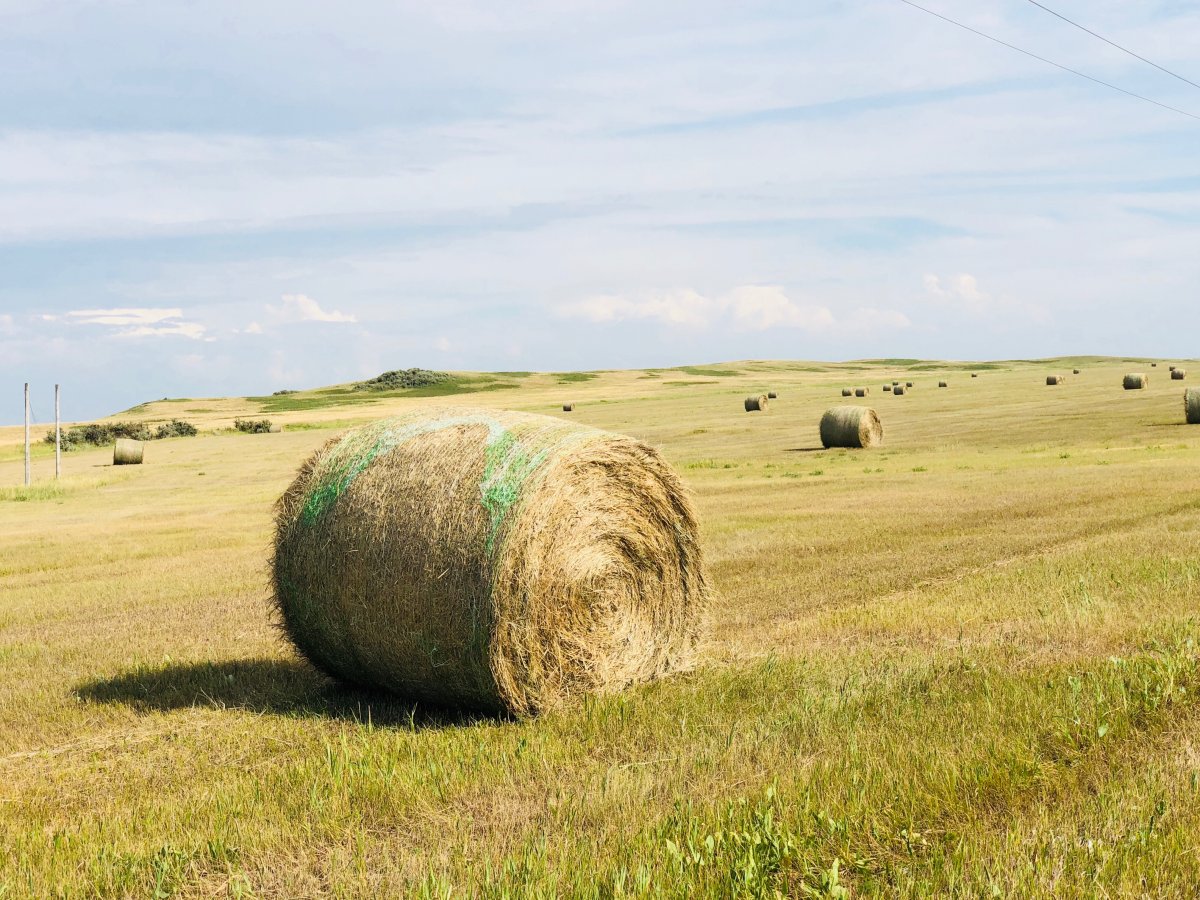 Pictures of hay bales in the field