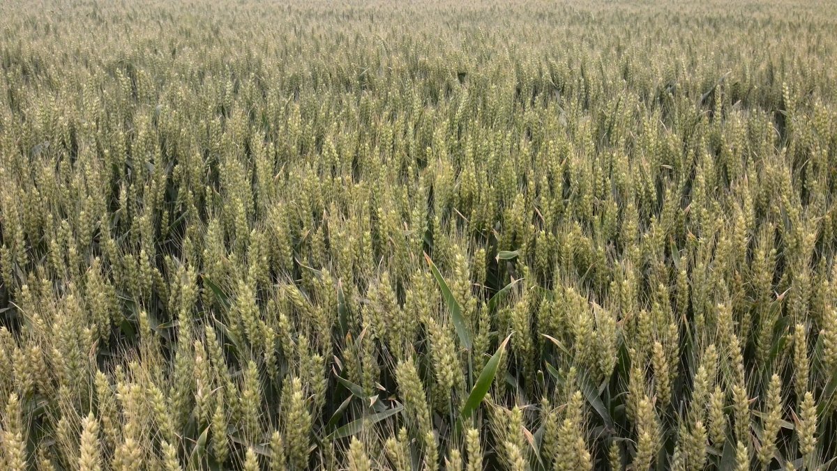 Large green wheat picture
