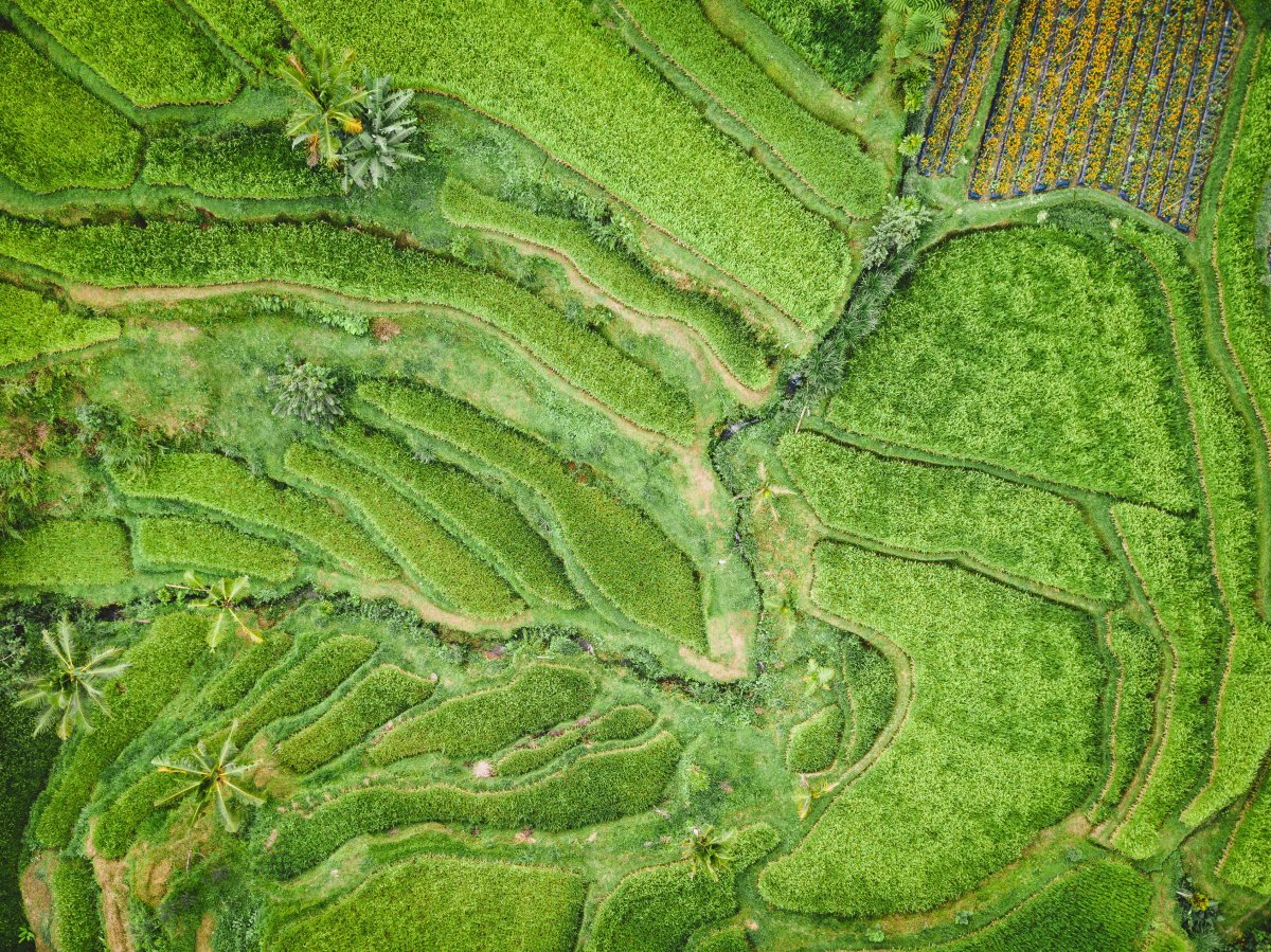 Aerial photography of green pastoral scenery pictures