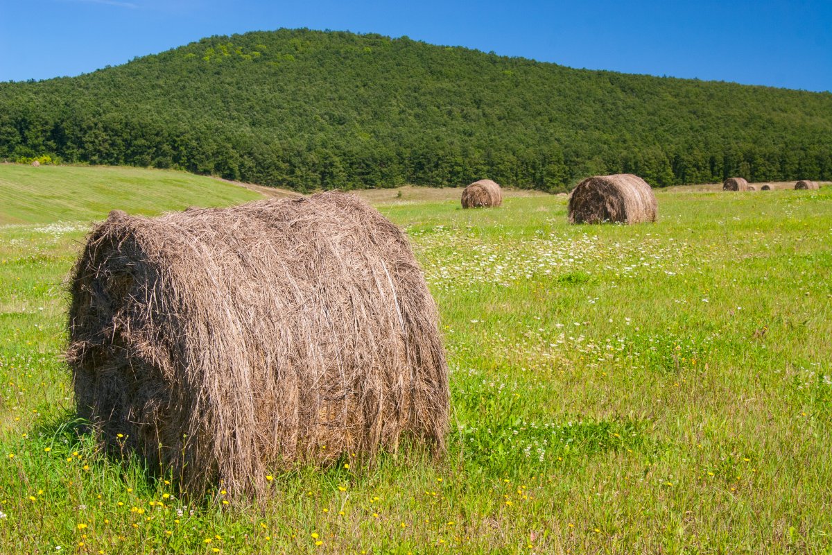 Wilderness haystack pictures