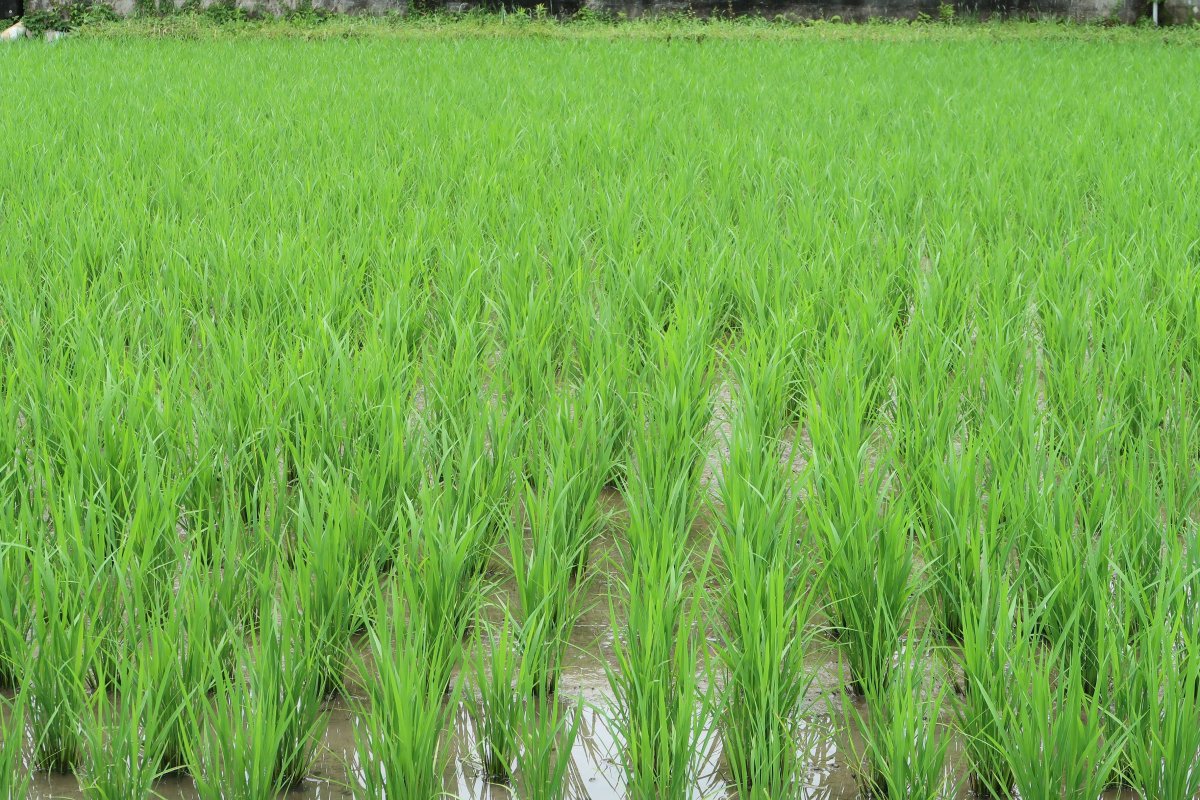 Green rice pictures in rice fields