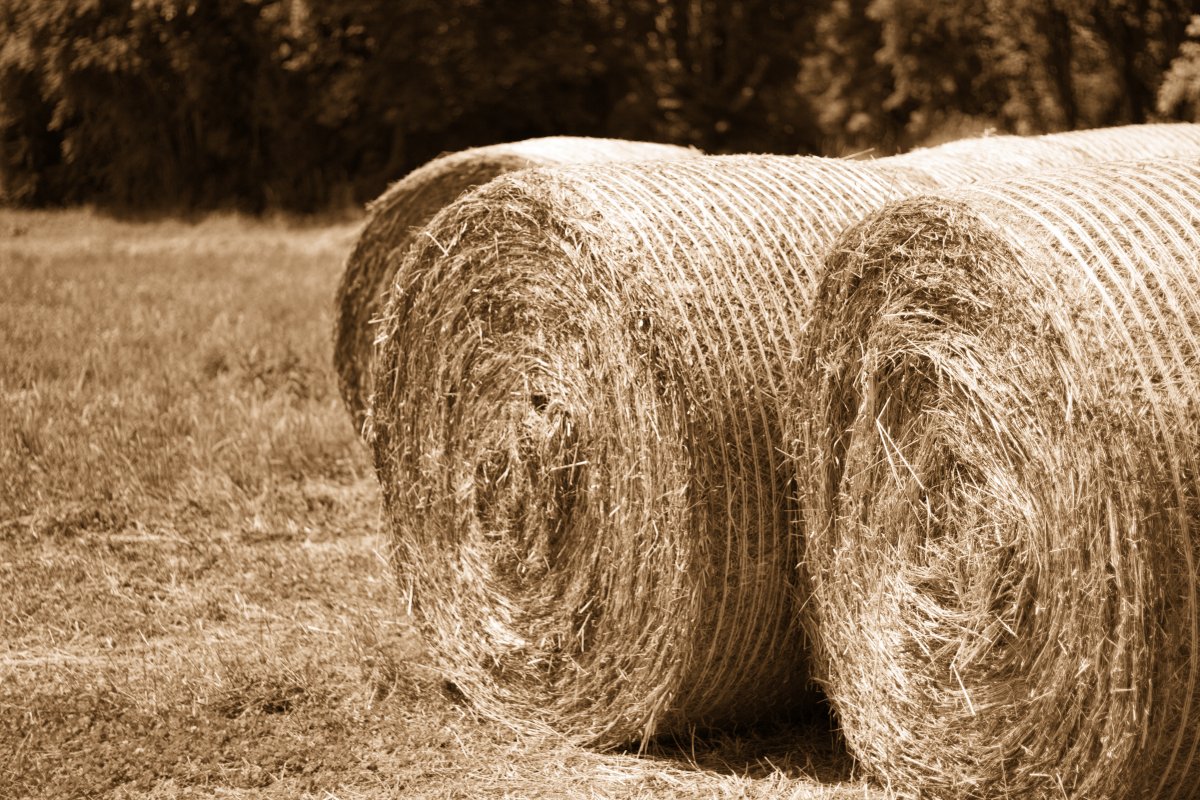 Picture of hay bales in farmland