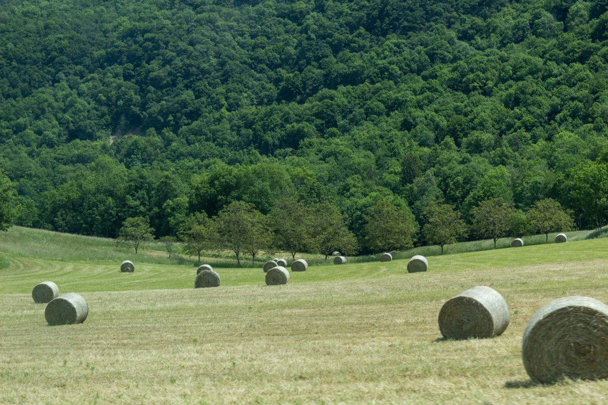 Landscape pictures of haystacks in grassland