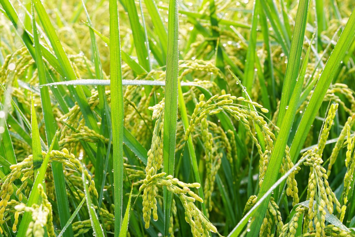 Picture of green rice ears in rice field