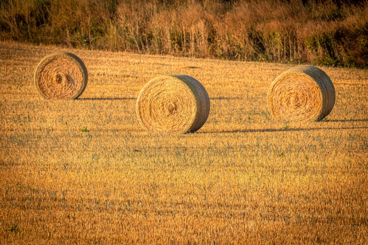 Autumn straw bale landscape picture