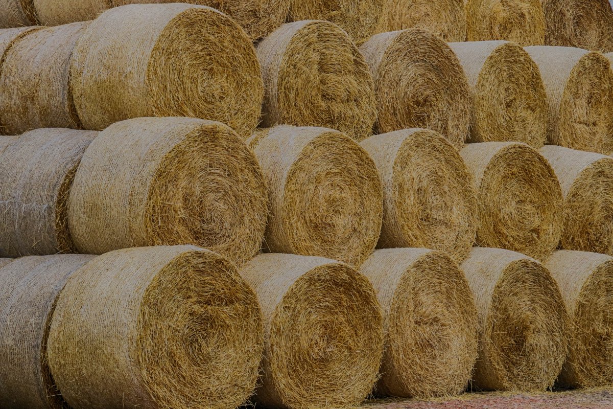 Neatly stacked straw bales pictures