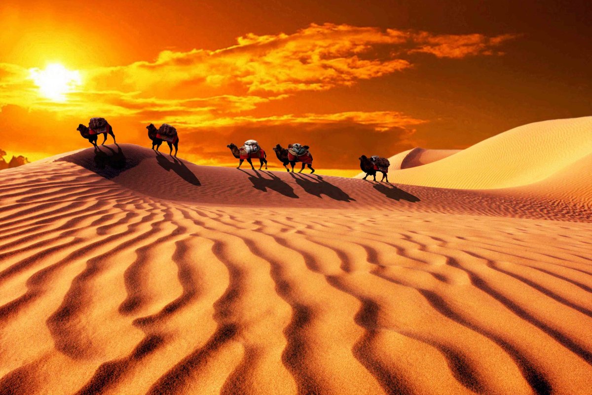 Desert camel picture at dusk