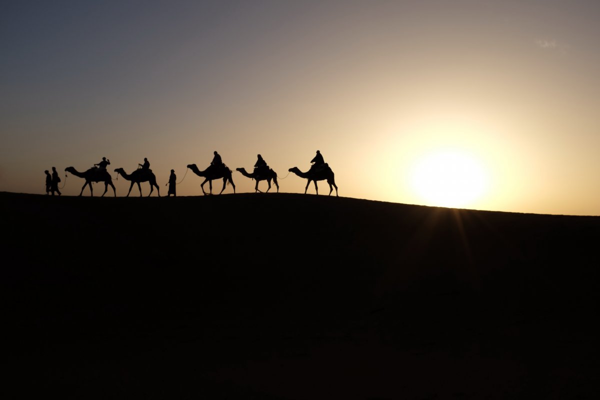 camel desert pictures