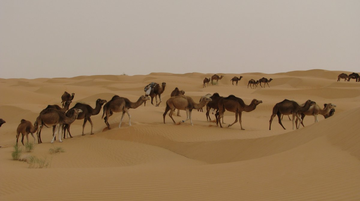 Desert camel team pictures