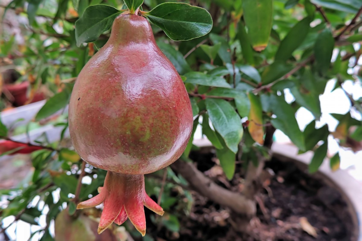 Unripe pomegranate pictures