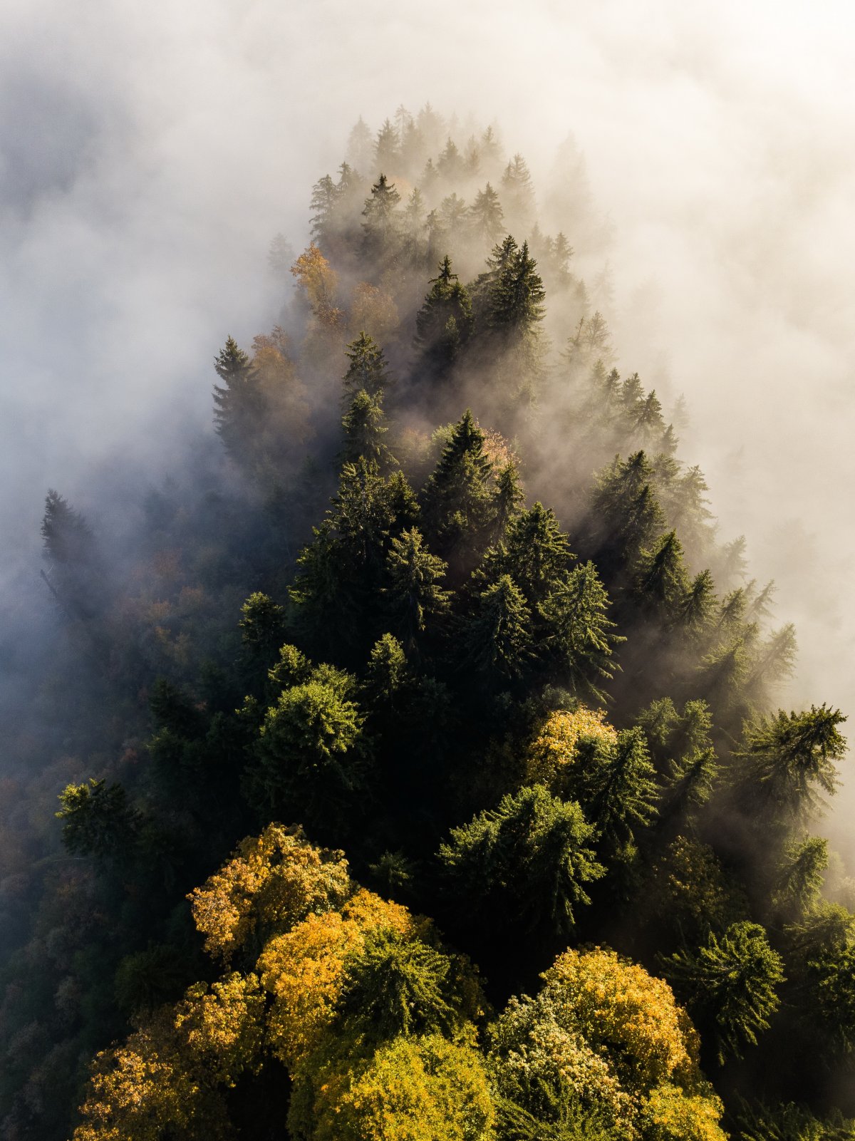 Scenery pictures of woods in clouds and fog
