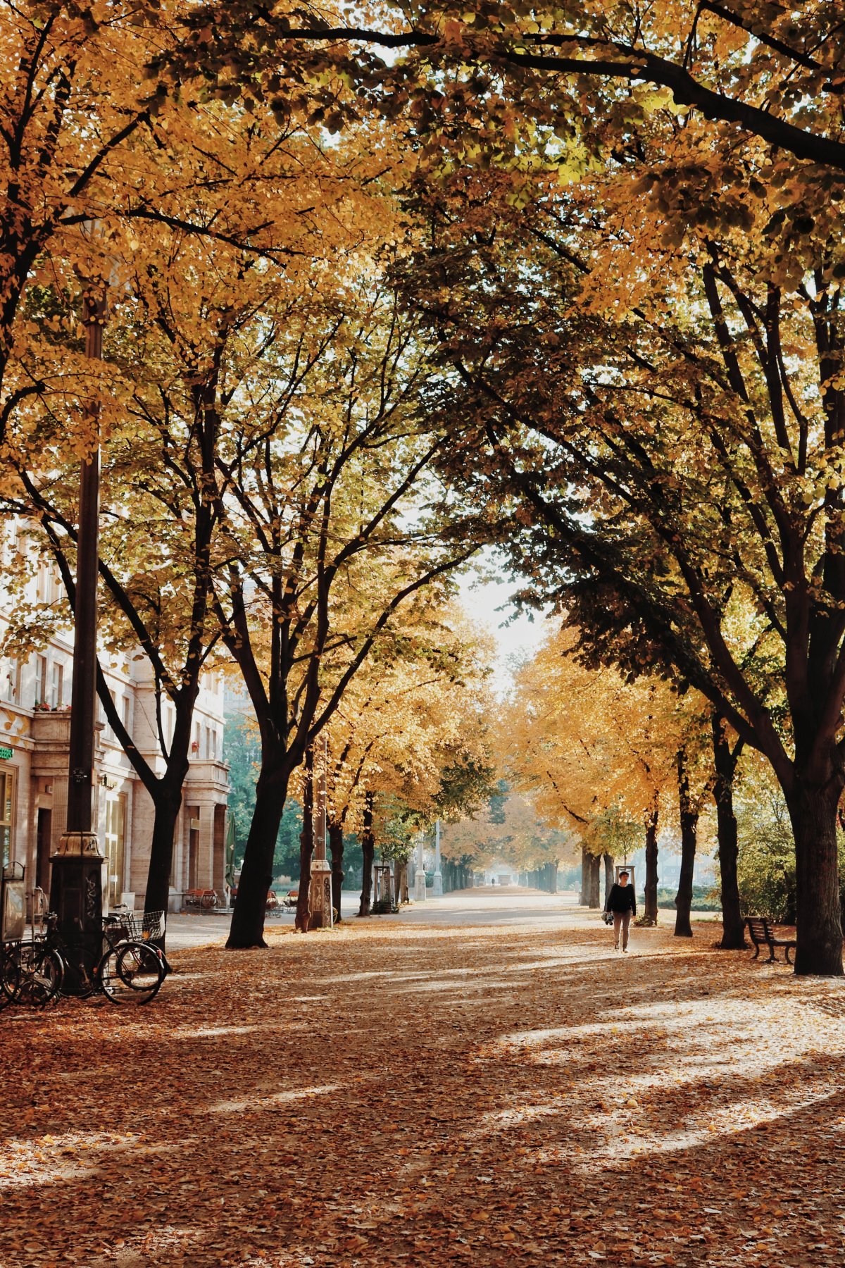 Autumn Boulevard Scenery Pictures