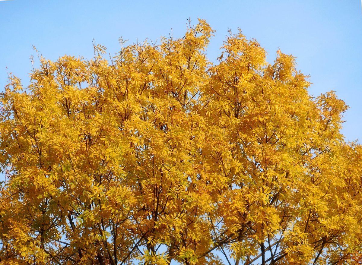 Autumn trees yellow leaves pictures