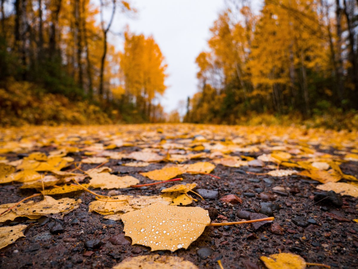 Autumn yellow leaves landscape pictures