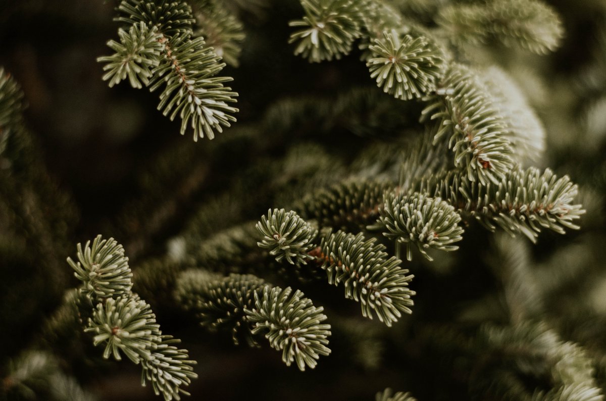 Close-up picture of green pine branches and leaves