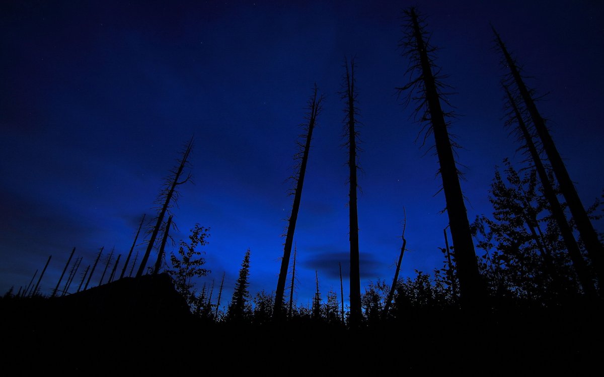 Blue starry sky and trees silhouette picture