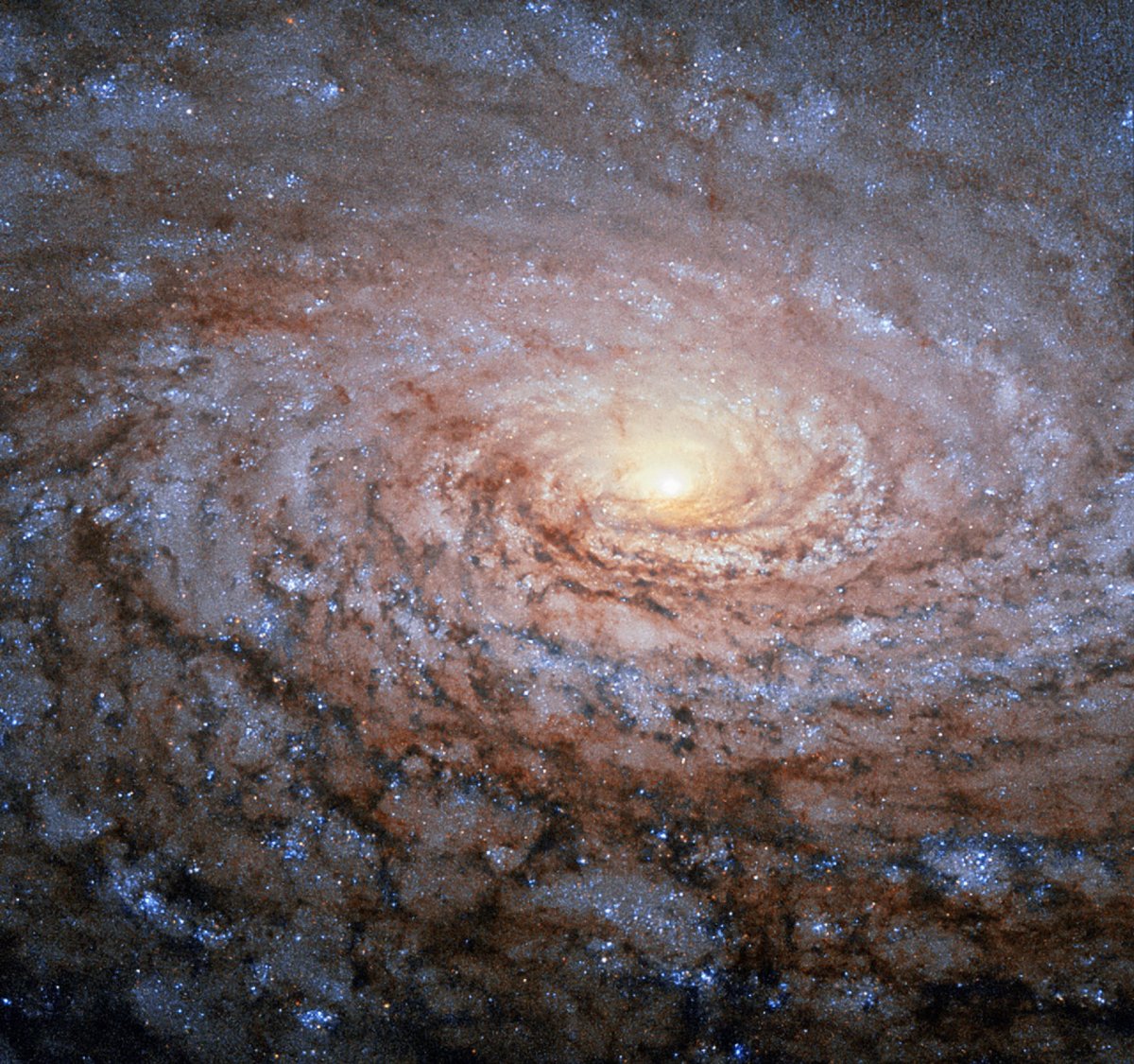sunflower galaxy pictures