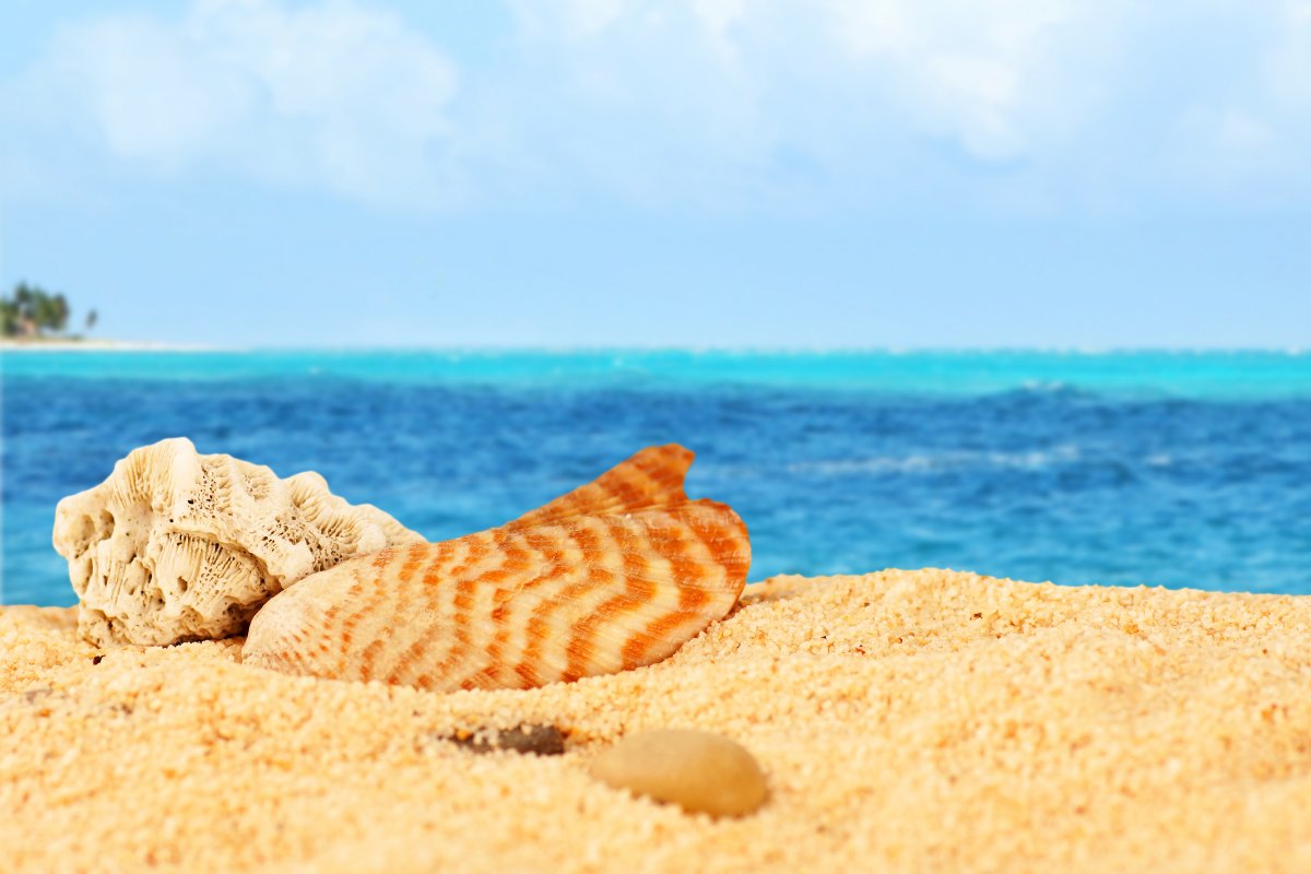 Beautiful Beach Shell Pictures