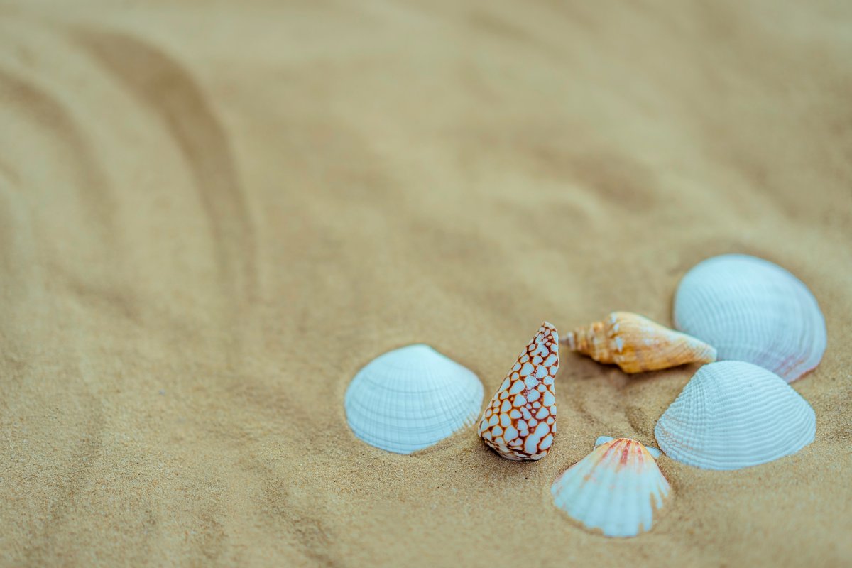 Beach white shell picture