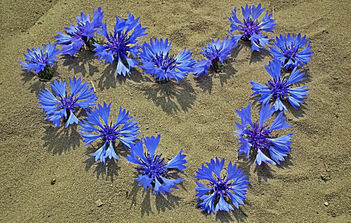 Heart shaped flowers beach background picture