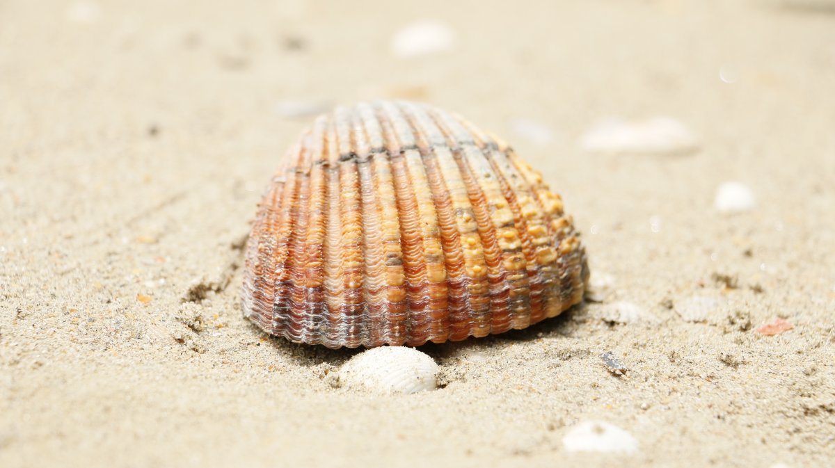 beach shell pictures