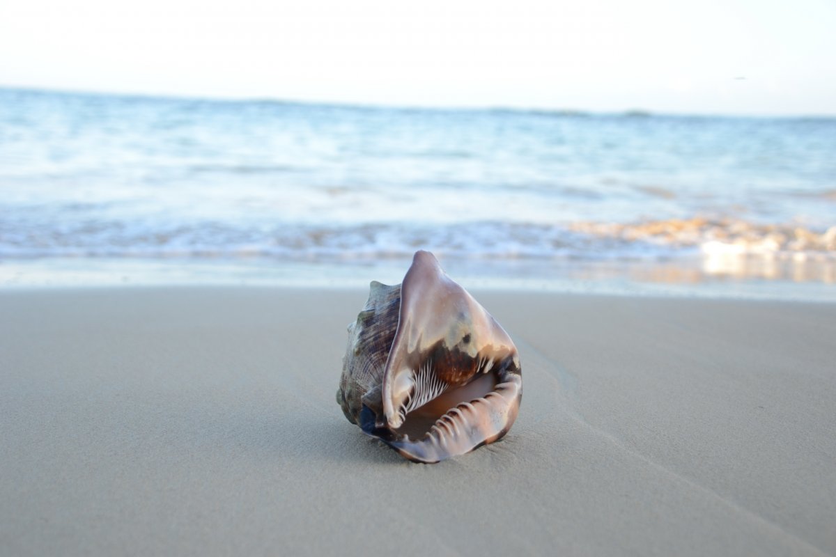 Small fresh beach conch picture