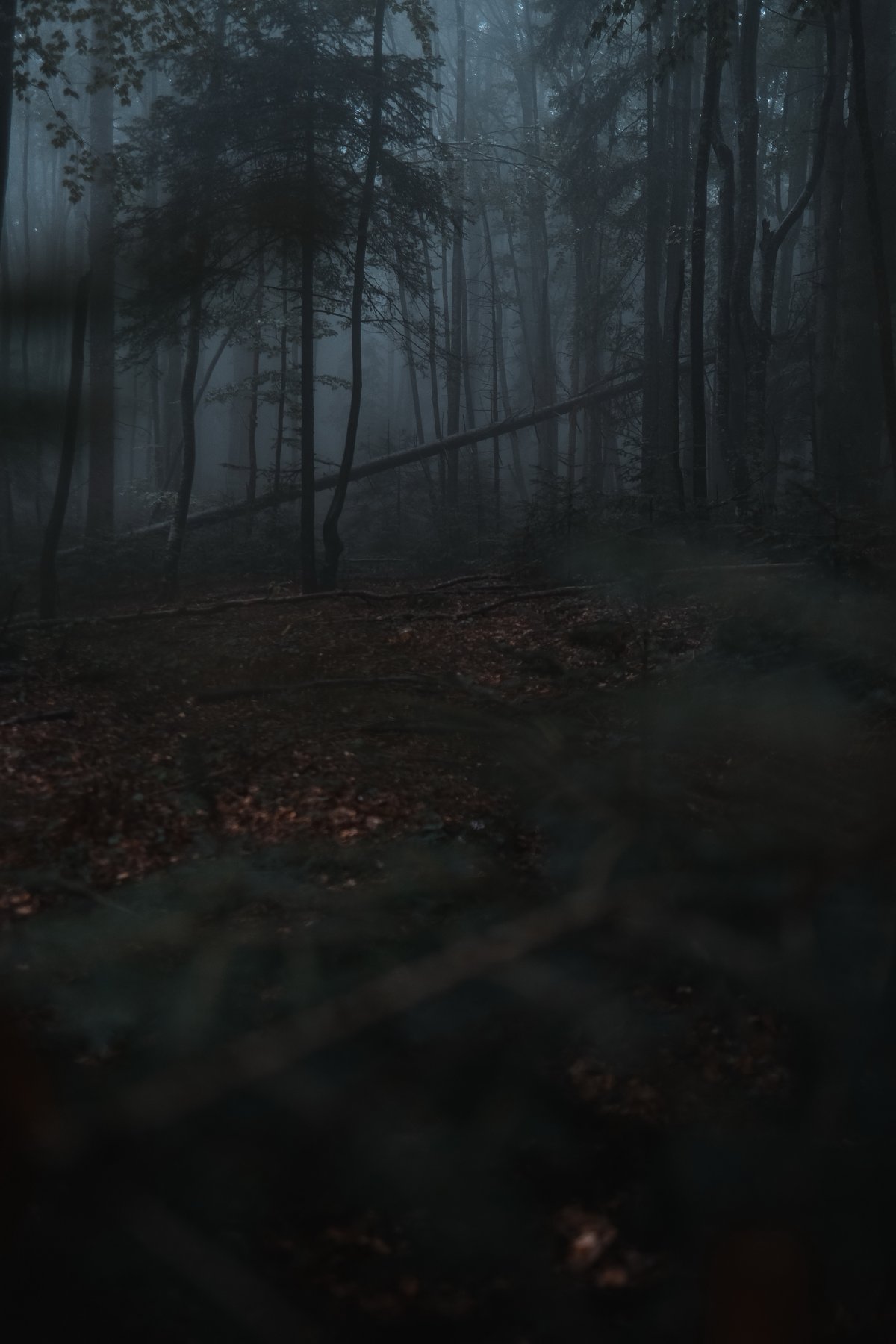 dark misty forest pictures