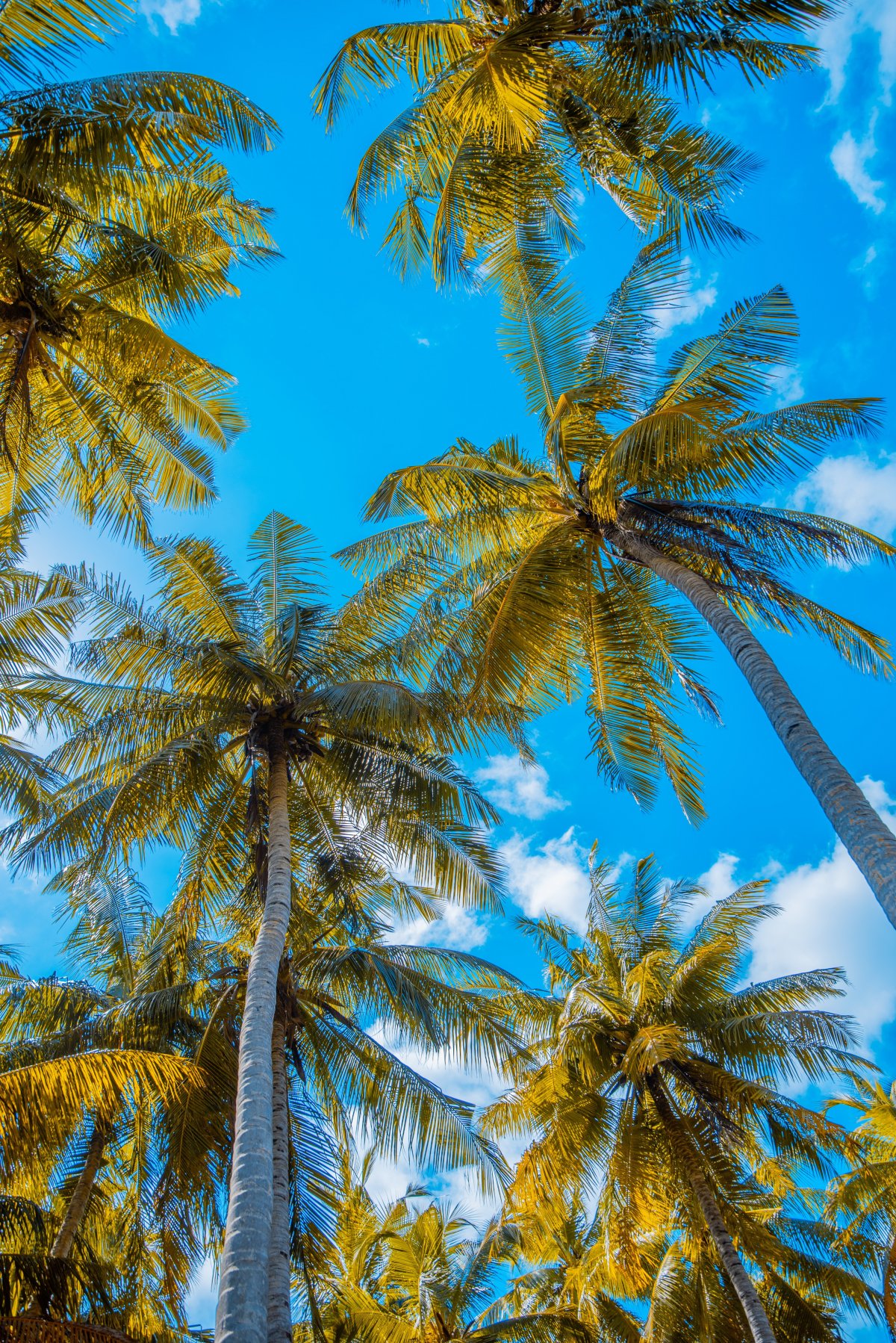 High definition photography of tall coconut trees