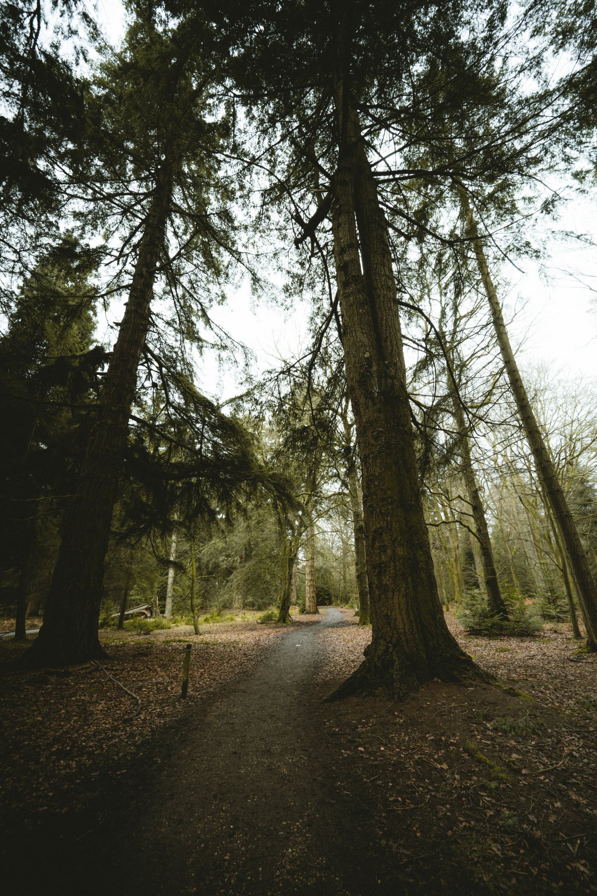 Pictures of tall trees in the forest