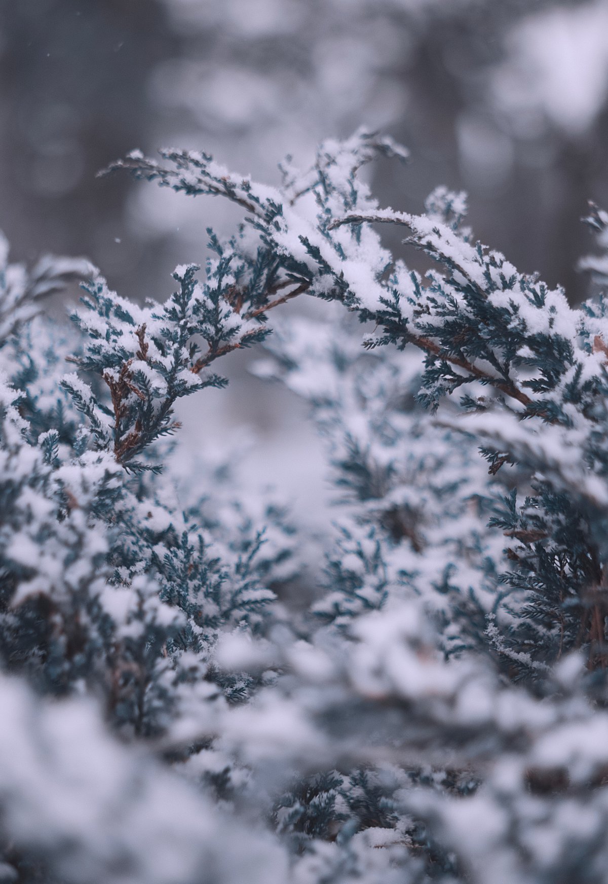 Close-up picture of snowy pine trees in winter