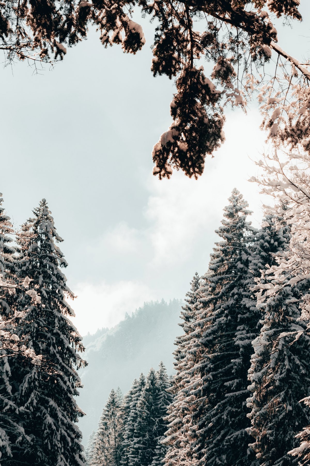 Winter cedar trees pictures