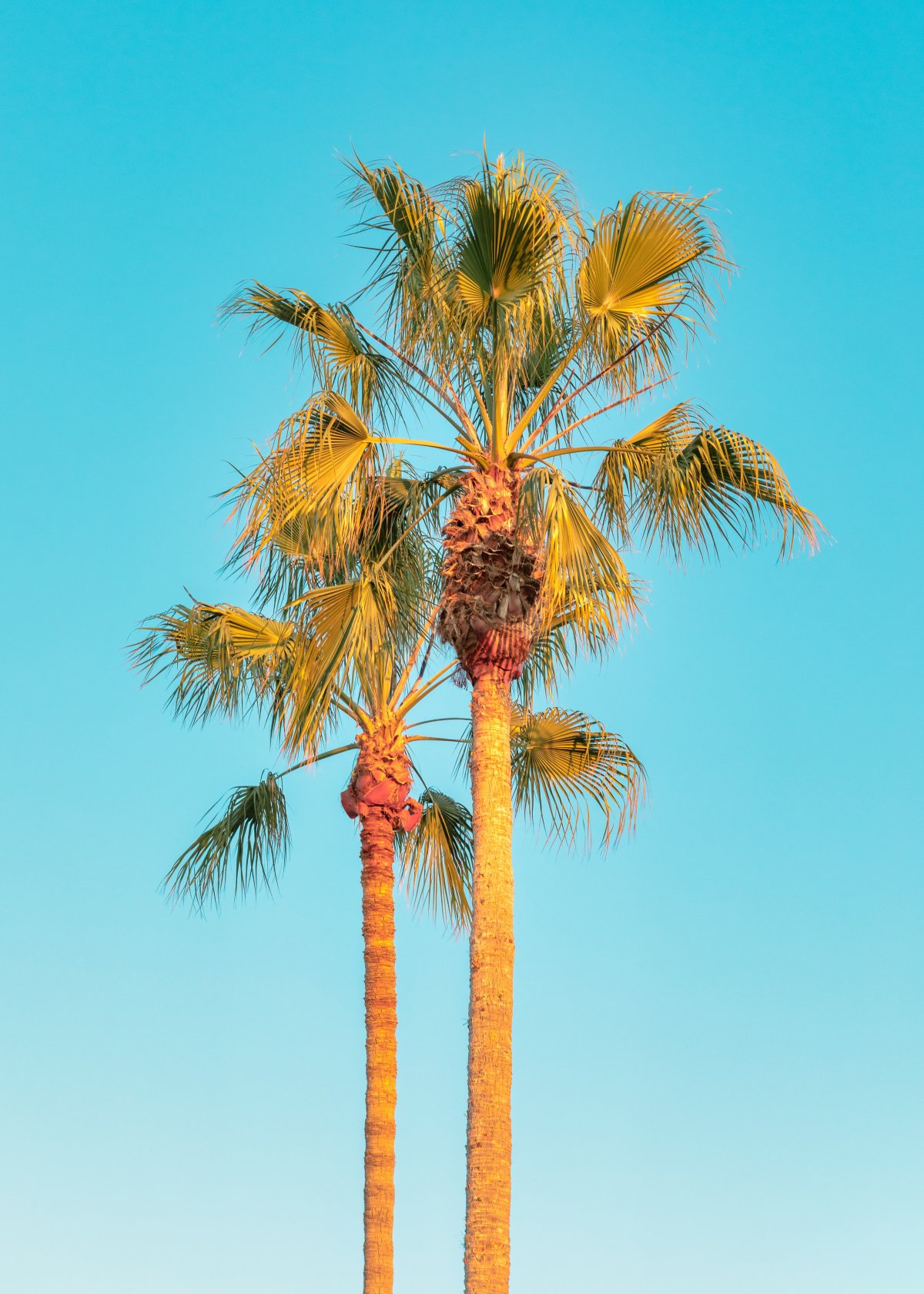 tall coconut tree photo