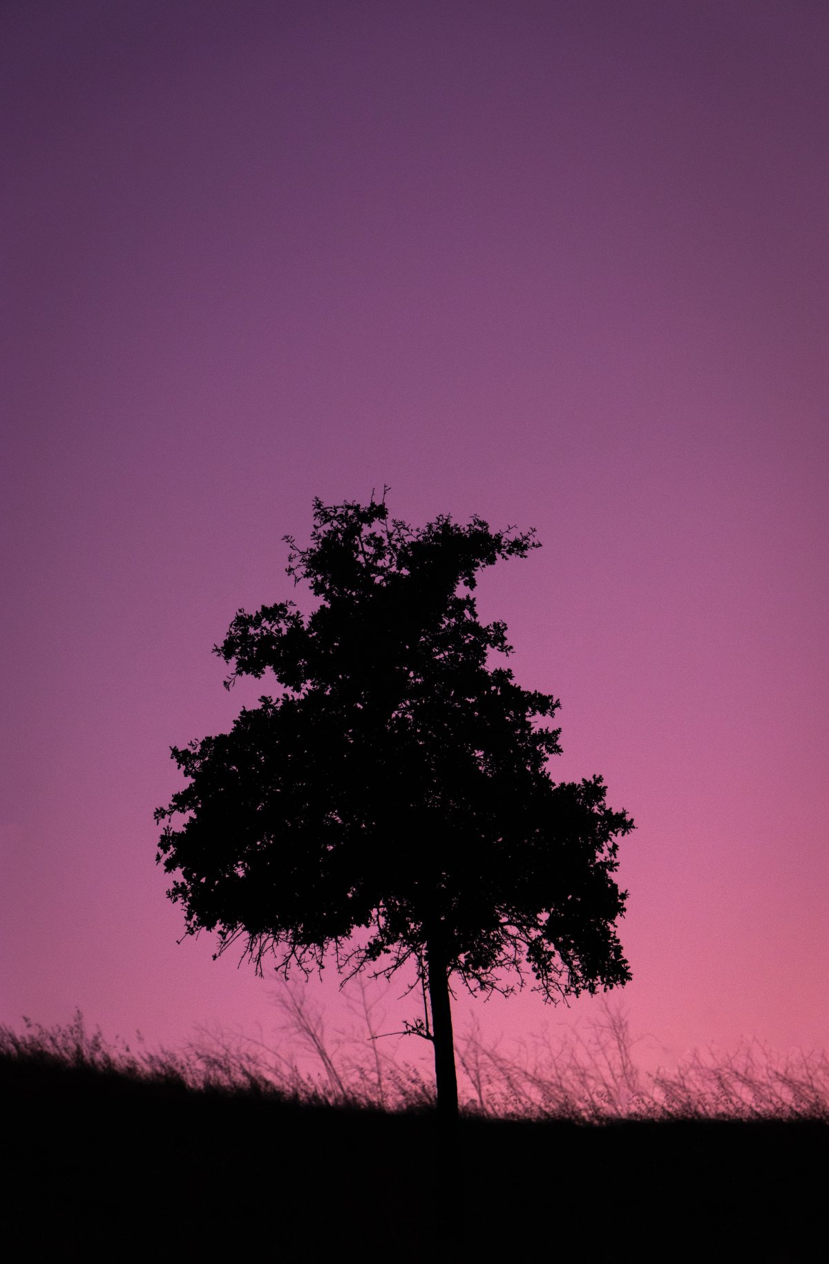 Silhouette picture of a big tree