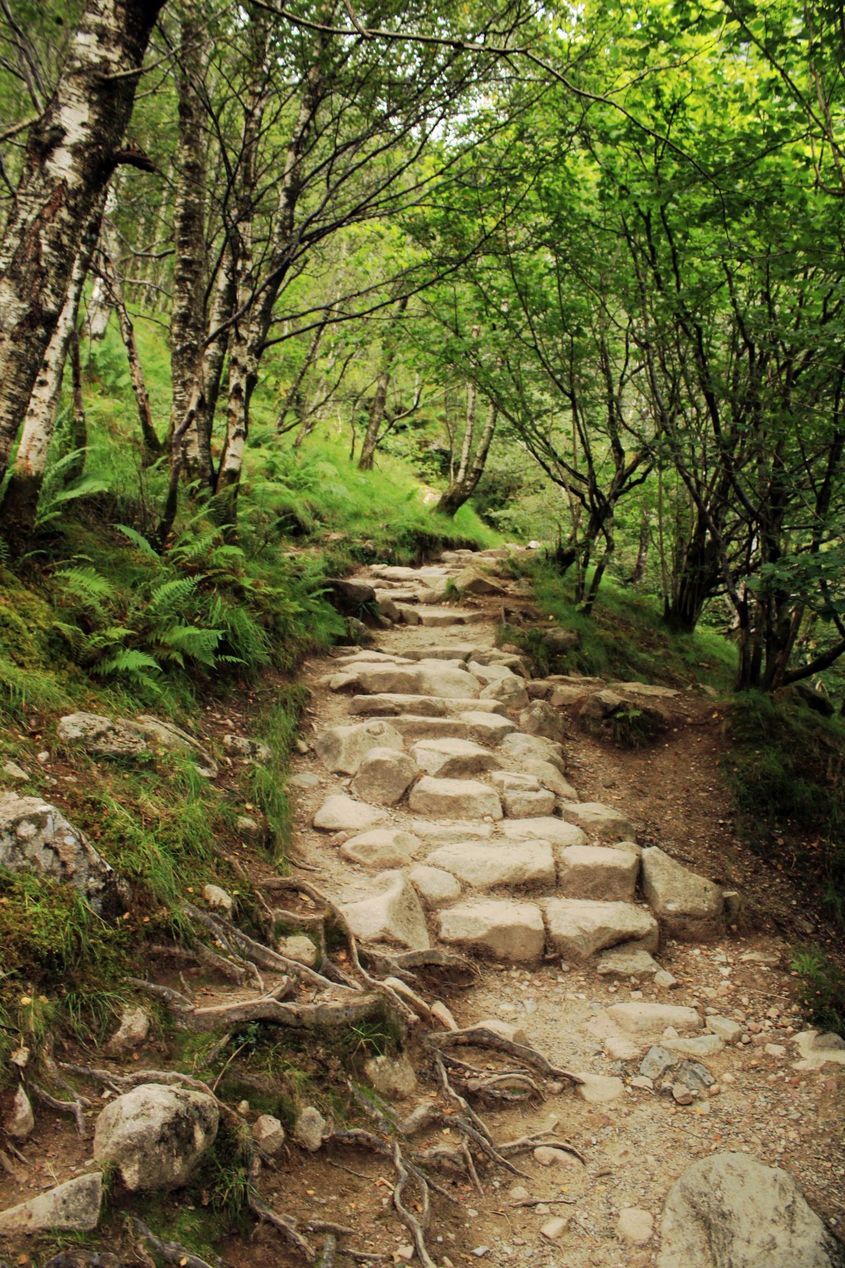Scenic pictures of stone steps in alpine woods