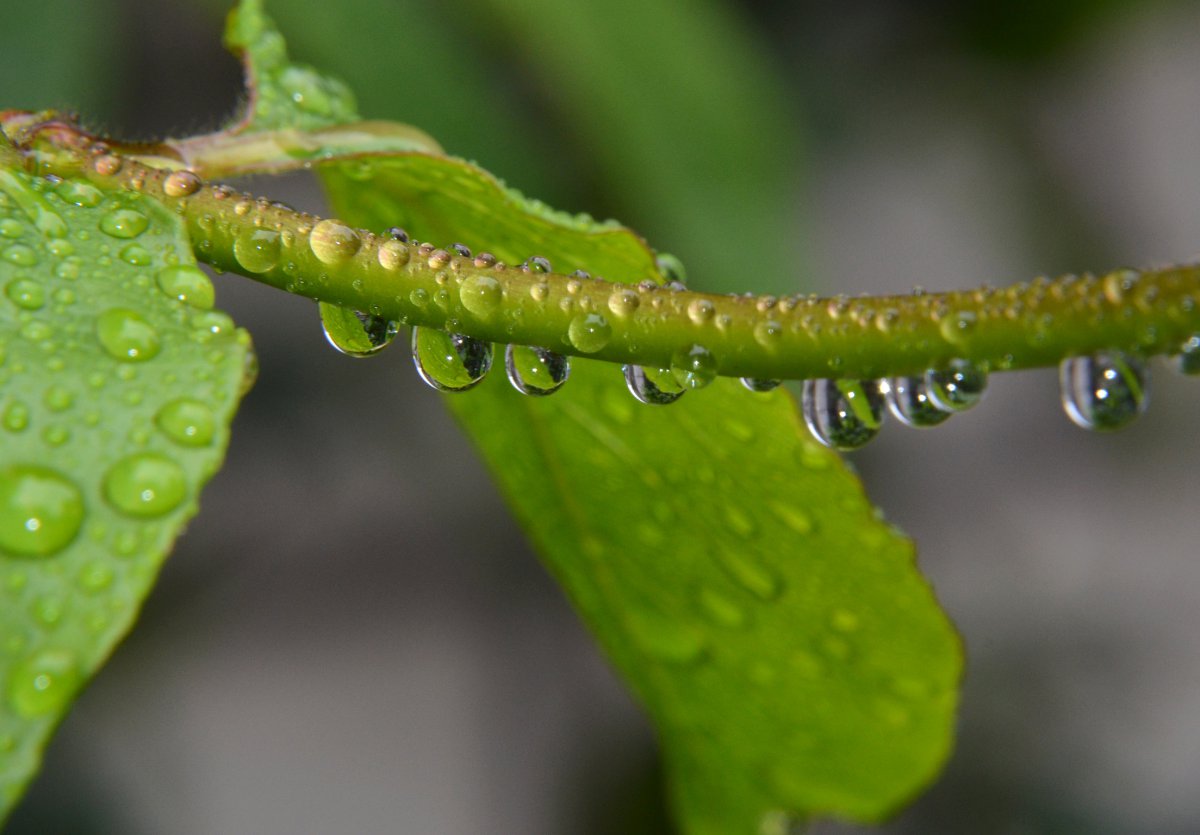 Beautiful and fresh water drop pictures