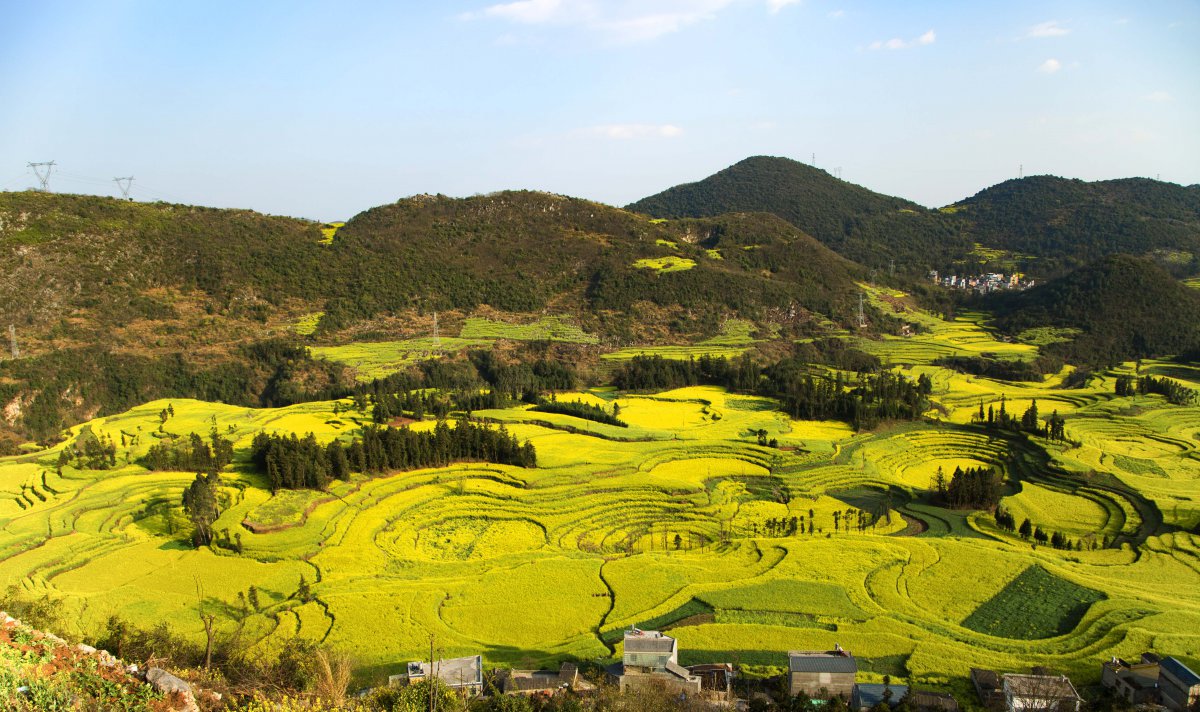 Natural scenery pictures of rapeseed sea in Luoping, Yunnan