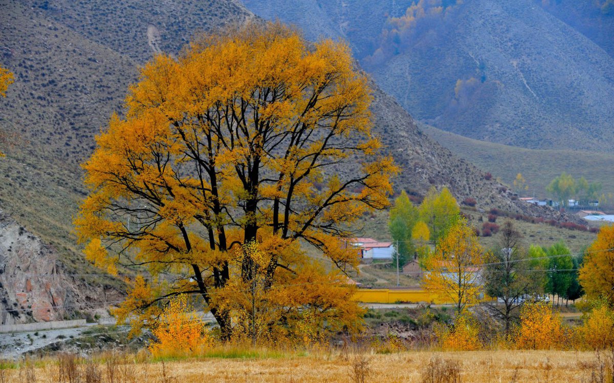 Qinghai Lenglongling autumn scenery pictures